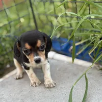 August, a female Beagle for sale in Lake Elsinore, CA – Photo 6 of 8