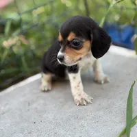 August, a female Beagle for sale in Lake Elsinore, CA – Photo 3 of 8