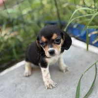 August, a female Beagle for sale in Lake Elsinore, CA – Photo 2 of 8