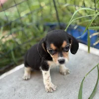 August, a female Beagle for sale in Lake Elsinore, CA – Photo 4 of 8