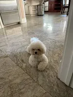 Harry, a male Bichon Frise for sale in Lake Elsinore, CA – 4 of 5