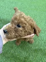 Bella, a female Poodle - Standard  for sale in Lake Elsinore, CA – 6 of 10