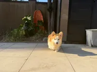 Fanny, a female Pembroke Welsh Corgi for sale in Lake Elsinore, CA – 3 of 3