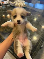 Fanny, a female Pembroke Welsh Corgi for sale in Lake Elsinore, CA – 1 of 3