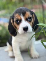 processed/de49bf1c-7a2c-478e-b40e-fb28dd7b54e4/listing/9efab40b-c7d7-412a-8490-ce1b06b76005/143cd1a6-39f4-4ce6-97da-113f265bfb1c