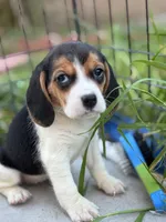 processed/de49bf1c-7a2c-478e-b40e-fb28dd7b54e4/listing/9efab40b-c7d7-412a-8490-ce1b06b76005/6b1d3730-7555-4ad5-8685-eb18948f5901