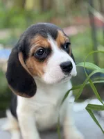 processed/de49bf1c-7a2c-478e-b40e-fb28dd7b54e4/listing/9efab40b-c7d7-412a-8490-ce1b06b76005/b8c28d2a-db1e-4bc1-b2f6-2ce8c29521e6