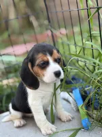 processed/de49bf1c-7a2c-478e-b40e-fb28dd7b54e4/listing/9efab40b-c7d7-412a-8490-ce1b06b76005/bfdab817-0cb3-40f1-8f8c-79d81573dee5