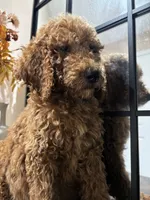 Simba, a male Poodle - Standard  for sale in Lake Elsinore, CA – 5 of 10