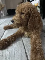 Simba, a male Poodle - Standard  for sale in Lake Elsinore, CA – 9 of 10