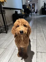 Simba, a male Poodle - Standard  for sale in Lake Elsinore, CA – 2 of 10