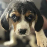 Bruce, a male Beagle for sale in Lake Elsinore, CA – Photo 3 of 7