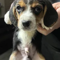 Bruce, a male Beagle for sale in Lake Elsinore, CA – Photo 1 of 7