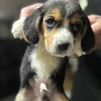 Bruce, a male Beagle for sale in Lake Elsinore, CA – Photo 7 of 7