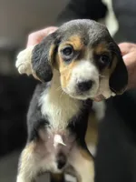 processed/de49bf1c-7a2c-478e-b40e-fb28dd7b54e4/listing/a219f806-7d8f-4b8a-aa32-395ce7b51db0/4a67c317-9442-4092-a6f9-779d81d73438