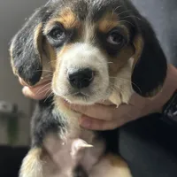 Bruce, a male Beagle for sale in Lake Elsinore, CA – Photo 6 of 7