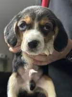 processed/de49bf1c-7a2c-478e-b40e-fb28dd7b54e4/listing/a219f806-7d8f-4b8a-aa32-395ce7b51db0/9e4c4818-cc5d-4be8-b1ff-a86573673eea