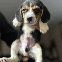 Bruce, a male Beagle for sale in Lake Elsinore, CA – Photo 5 of 7