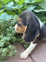 Zoey, a female Beagle for sale in Lake Elsinore, CA – 4 of 10