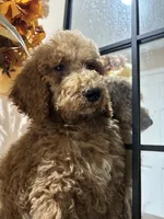 Max, a male Poodle - Standard  for sale in Lake Elsinore, CA – 8 of 10