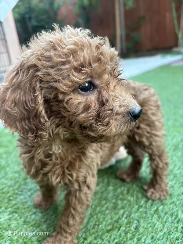 Daisy – Poodle - Standard  puppy for sale in Lake Elsinore, CA