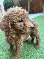 Daisy, a female Poodle - Standard  for sale in Lake Elsinore, CA – 1 of 9