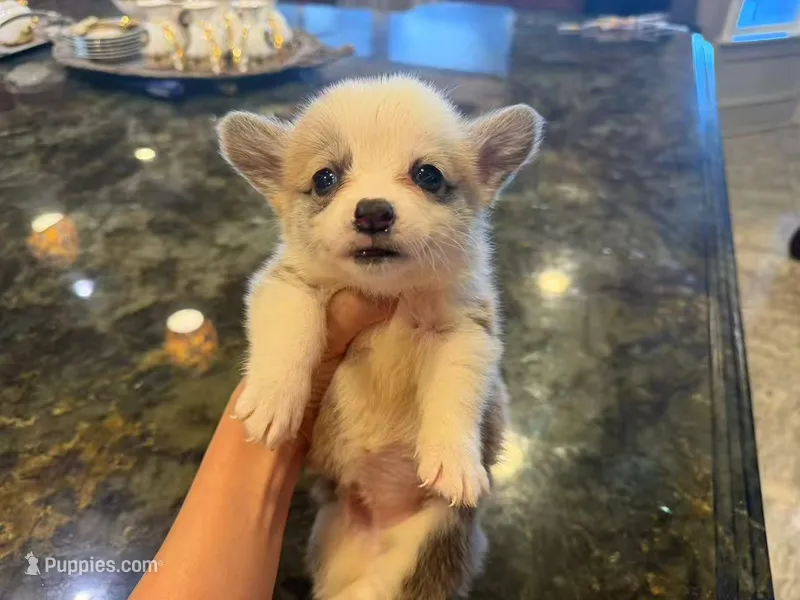 Ana – Pembroke Welsh Corgi puppy for sale in Lake Elsinore, CA