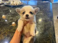 Ana, a female Pembroke Welsh Corgi for sale in Lake Elsinore, CA – 1 of 3