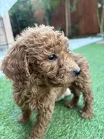 Daisy, a female Poodle - Standard  for sale in Lake Elsinore, CA – 2 of 9