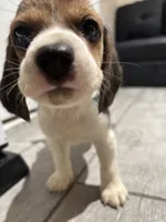 Snoopy, a male Beagle for sale in Lake Elsinore, CA – 8 of 10