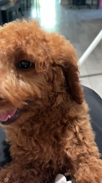 Cooper, a male Poodle - Standard  for sale in Lake Elsinore, CA – 10 of 10