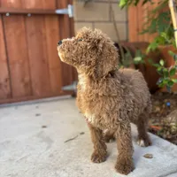 Lucky, a male Poodle - Standard  for sale in Lake Elsinore, CA – Photo 7 of 9
