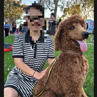 Lucky, a male Poodle - Standard  for sale in Lake Elsinore, CA – Photo 9 of 9