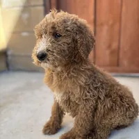 Lucky, a male Poodle - Standard  for sale in Lake Elsinore, CA – Photo 6 of 9