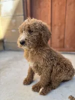 Lucky, a male Poodle - Standard  for sale in Lake Elsinore, CA – Photo 6 of 9