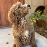 Lucky, a male Poodle - Standard  for sale in Lake Elsinore, CA – Photo 4 of 9