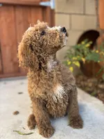 Lucky, a male Poodle - Standard  for sale in Lake Elsinore, CA – Photo 4 of 9