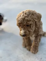 processed/de49bf1c-7a2c-478e-b40e-fb28dd7b54e4/listing/a72b6e22-d5e8-4e6a-951f-f0d3b74cbcd4/52055b7b-53cf-4ad9-9760-693f8b6e69cb