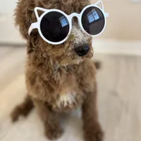 Lucky, a male Poodle - Standard  for sale in Lake Elsinore, CA – Photo 8 of 9