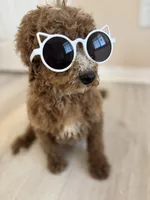 Lucky, a male Poodle - Standard  for sale in Lake Elsinore, CA – Photo 8 of 9