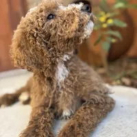Lucky, a male Poodle - Standard  for sale in Lake Elsinore, CA – Photo 1 of 9