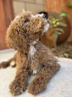 Lucky, a male Poodle - Standard  for sale in Lake Elsinore, CA – Photo 1 of 9