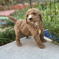 Lucky, a male Poodle - Standard  for sale in Lake Elsinore, CA – Photo 2 of 9