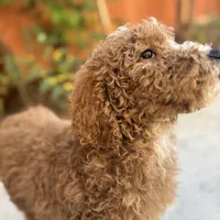 Lucky, a male Poodle - Standard  for sale in Lake Elsinore, CA – Photo 5 of 9
