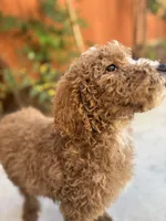 Lucky, a male Poodle - Standard  for sale in Lake Elsinore, CA – Photo 5 of 9