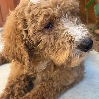 Lucky, a male Poodle - Standard  for sale in Lake Elsinore, CA – Photo 3 of 9