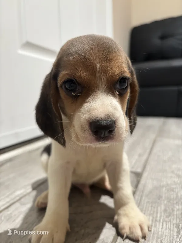 Snoopy – Beagle puppy for sale in Lake Elsinore, CA