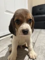 Snoopy, a male Beagle for sale in Lake Elsinore, CA – 1 of 10
