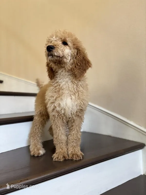 Douglas, a male Poodle - Standard  for sale in Lake Elsinore, CA – Photo 1 of 8