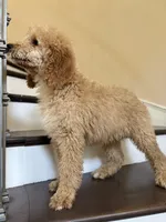 Douglas, a male Poodle - Standard  for sale in Lake Elsinore, CA – Photo 6 of 8